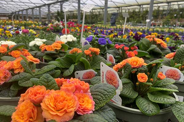 Bedding Plants for sale in Kent, home delivery 