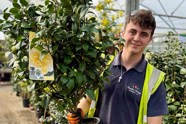 Shrubs for sale near Canterbury, Whitstable