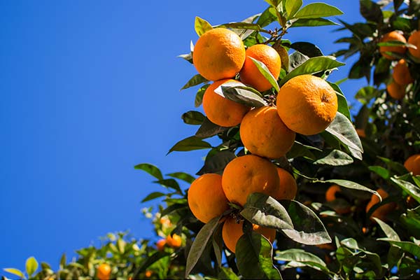 Fruit Trees for sale in Kent, home delivery trees