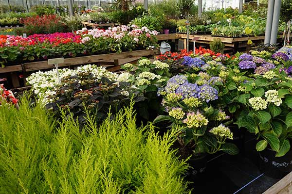 We have the largest ranges of trees, shrubs, herbaceous perennials, summer and winter bedding plants in the area