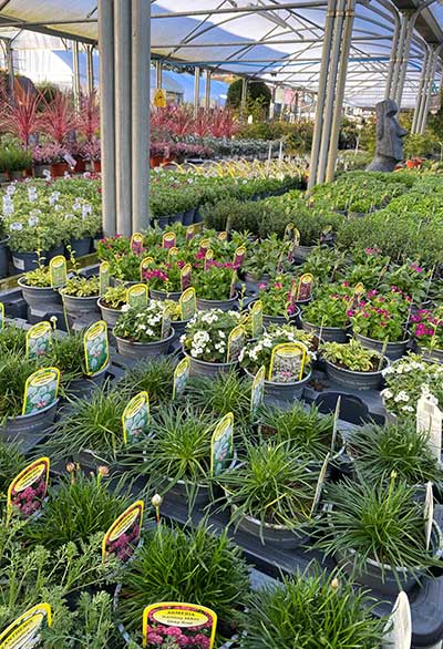 Meadow Grange Garden Centre near Whitstable and Canterbury