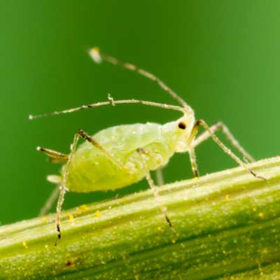 Aphid