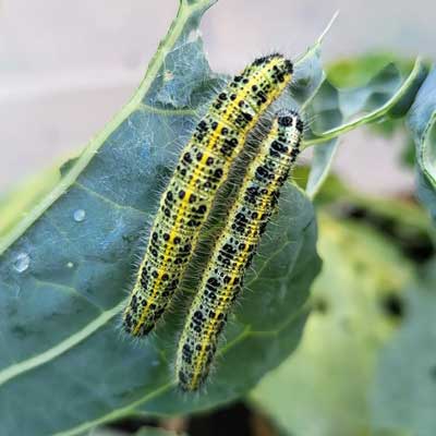 Cabbage Moth Caterpillars