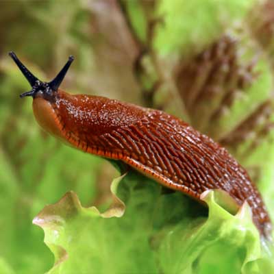 Slug
