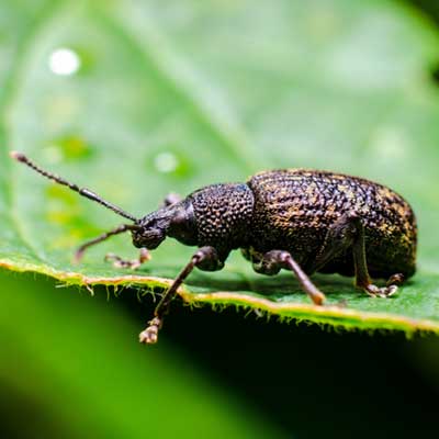 Vine Weevil 