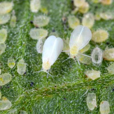 Whitefly