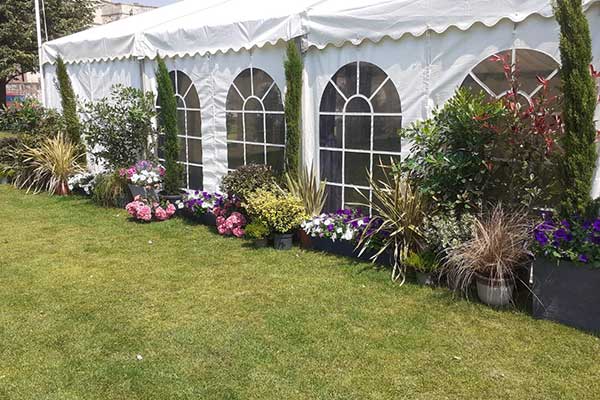 Hire plants for an event in Kent. Large plants for hire