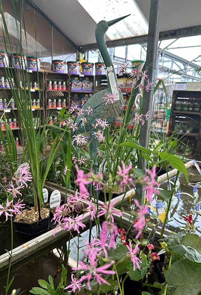Fish and Pond at Meadow Grange Garden Centre near Whitstable and Canterbury