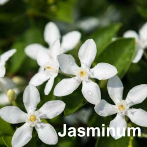 Jasminum Shrub