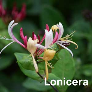 Lonicera Shrub
