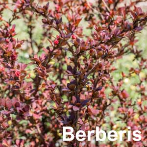 Berberis Shrub