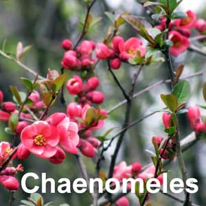 Chaenomeles Shrub