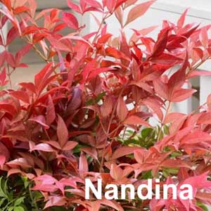 Nandina Shrub
