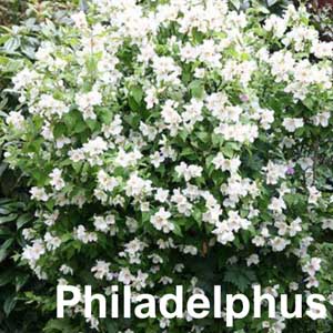 Philadelphus Shrub