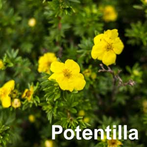 Potentilla Shrub