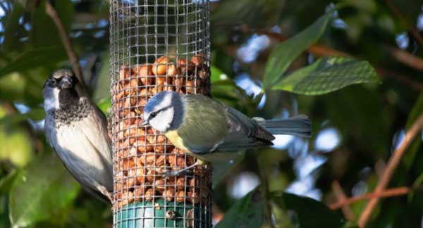 Gardening Jobs for December