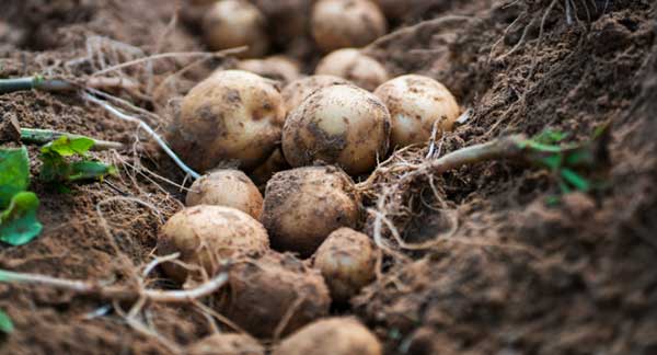Gardening Jobs for March