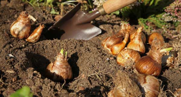 Gardening Jobs for September